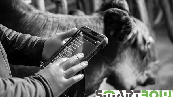 Smartbow, o dispositivo de Zoetis para a monitorización de vacas leiteiras