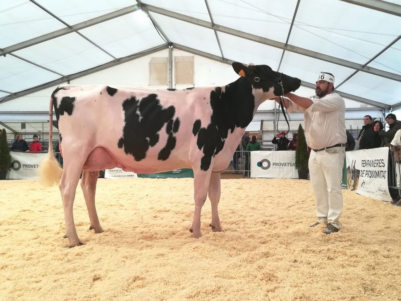A vaca Marquet Kiona Explode triunfa no concurso catalán