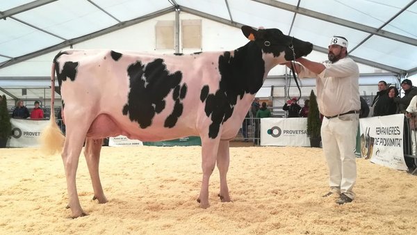 A vaca Marquet Kiona Explode triunfa no concurso catalán
