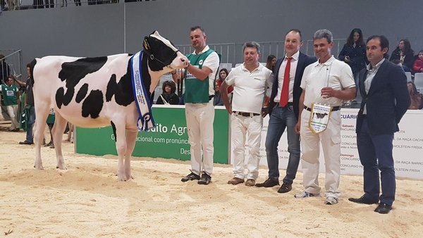 Encanto Mascalese 494, xovenca gran campiona no concurso de Braga