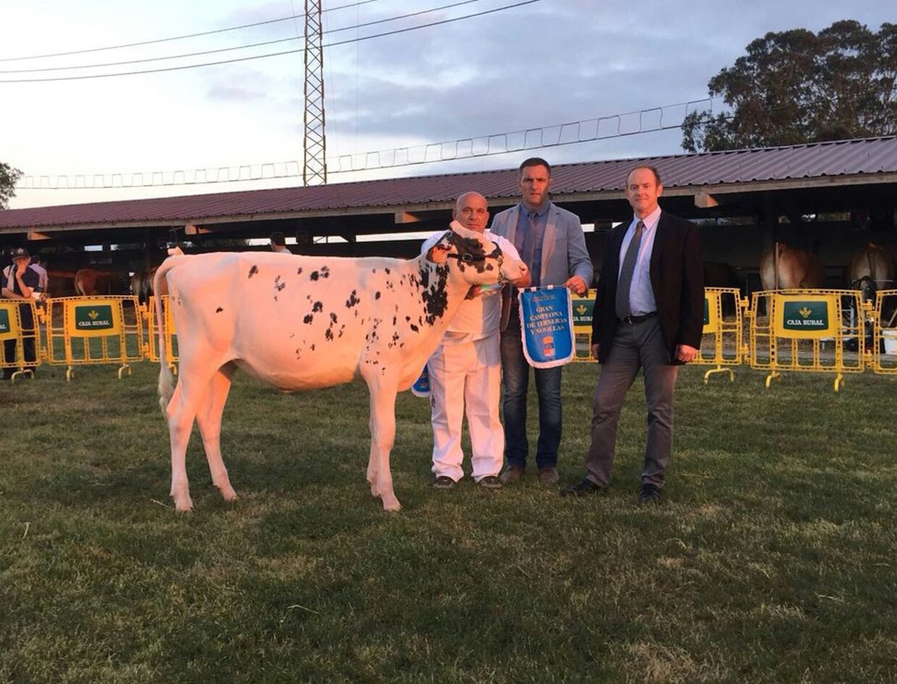 Badiola Emilio Keisi, gran campeona de terneras y novillas