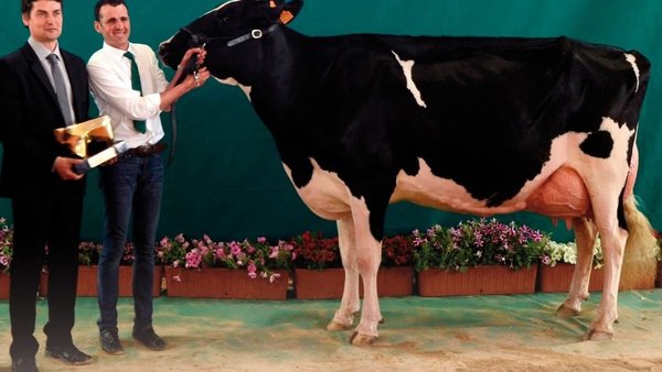 Todo preparado para o segundo Concurso Rexional de Raza Frisona de Andalucía