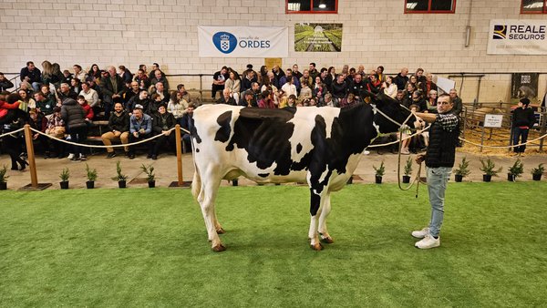 A poxa de Ordes acada un prezo medio de vendas de 3.478 euros