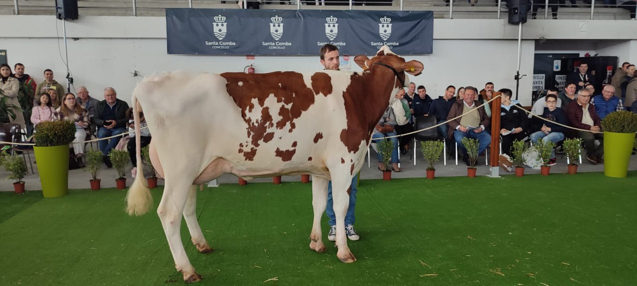 Santa Comba celebrará su XXII Subasta de Ganado Frisón el domingo 21 de enero