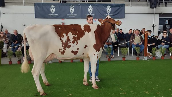Santa Comba celebrará su XXII Subasta de Ganado Frisón el domingo 21 de enero