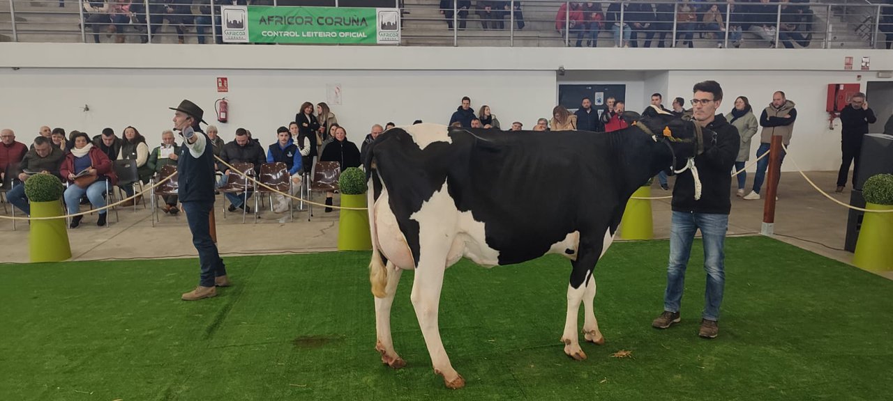 Santa Comba acoge el domingo 26 de enero su XXIII Subasta de Ganado Frisón