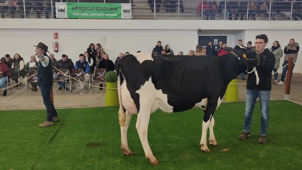 Cerca de 40 animales se subastarán este fin de semana en Galicia