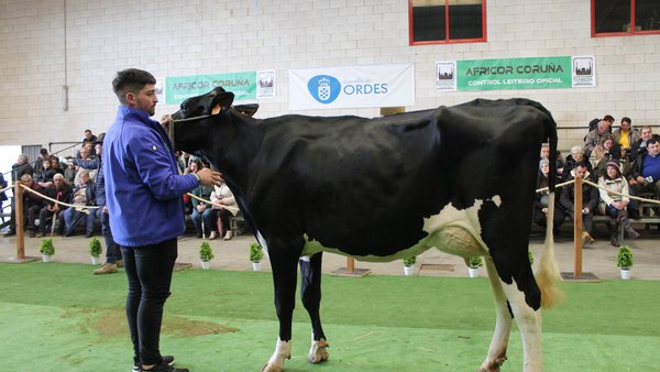 Finaliza la subasta de Ordes, con un precio medio de 3.127 euros
