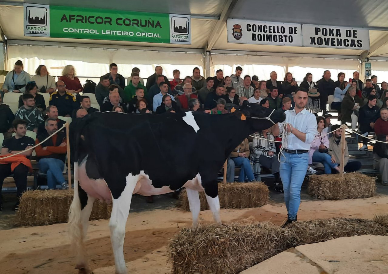 Finaliza la subasta de Boimorto con un precio medio de 3.432 euros