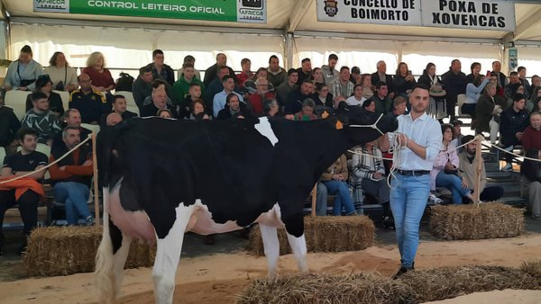 Finaliza la subasta de Boimorto con un precio medio de 3.432 euros