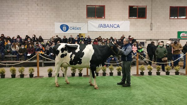 G. Dubra S.C. Scotch 696  alcanza o prezo máis alto da poxa celebrada hoxe en Ordes
