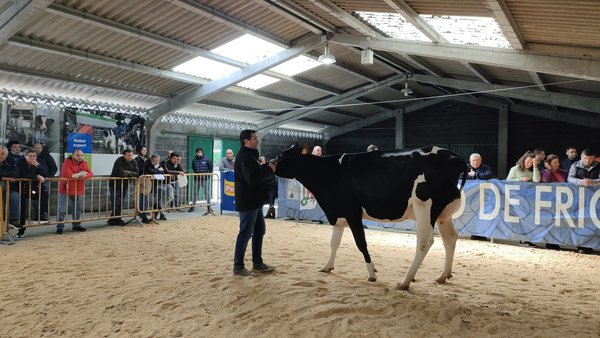 Finaliza a Poxa de Gando Frisón de Friol cun prezo medio de 2.326 euros