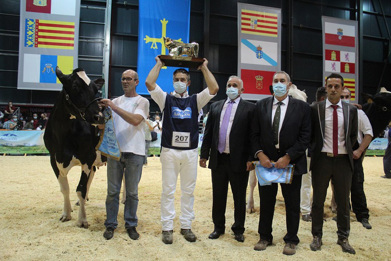 Imbatible: Llinde Ariel Jordan renova o seu su título de vaca gran campiona nacional