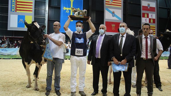Imbatible: Llinde Ariel Jordan renova o seu su título de vaca gran campiona nacional