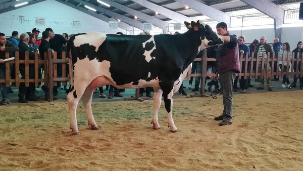 Rego Brasileiro Basilea 8332 acada o prezo de venta máis alto en Chantada