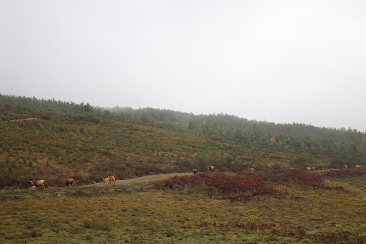 A Xunta prohibe desde este sábado as queimas agrícolas e forestais de particulares