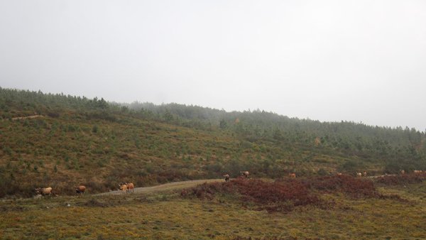 A Xunta prohibe desde este sábado as queimas agrícolas e forestais de particulares