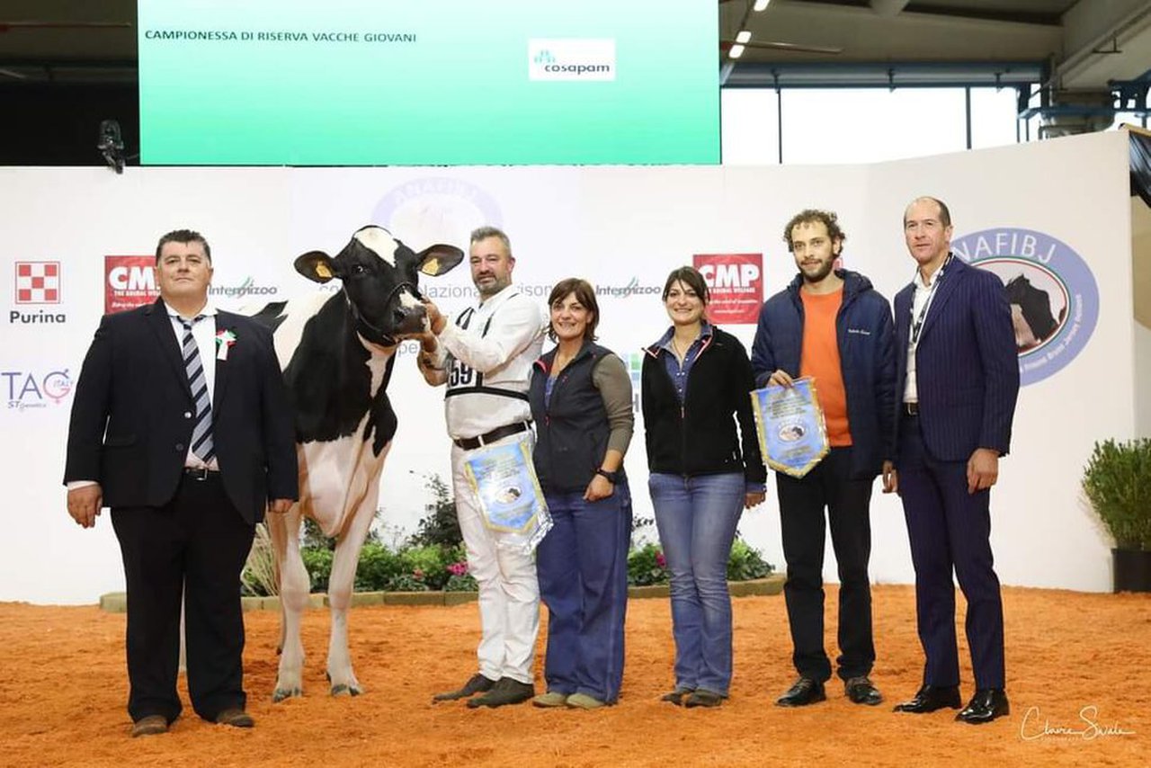 A vaca intermedia campiona de Italia é de orixe española