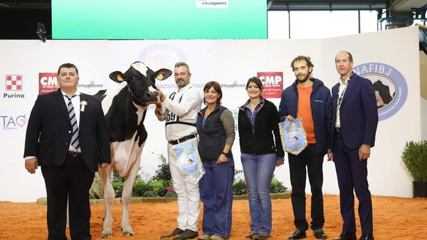 A vaca intermedia campiona de Italia é de orixe española