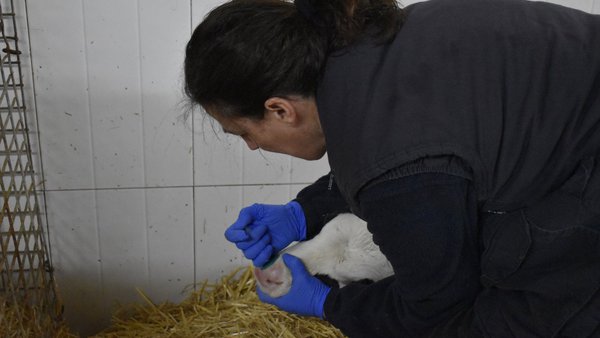 La preparación, la colaboración y la prevención, tres aspectos decisivos para enfrentar futuras epidemias y pandemias, según la OCV