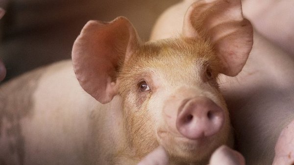 IRTA y AENOR promueven el bienestar animal con una certificación pionera