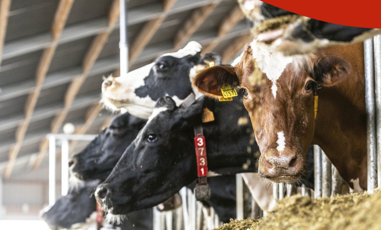 Kemin ofrecerá a novena edición das súas xornadas sobre nutrición en vacún leiteiro a próxima semana