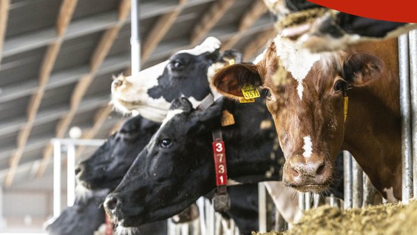 Kemin ofrecerá a novena edición das súas xornadas sobre nutrición en vacún leiteiro a próxima semana