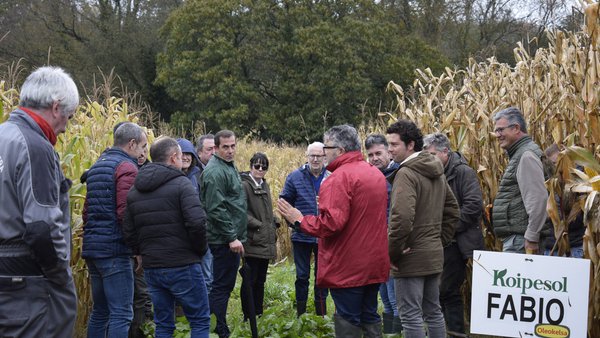 Ensayos para grano húmedo en Lugo con Koipesol