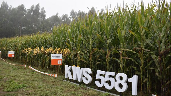 KWS, más de 160 años de trabajo e investigación para el agricultor
