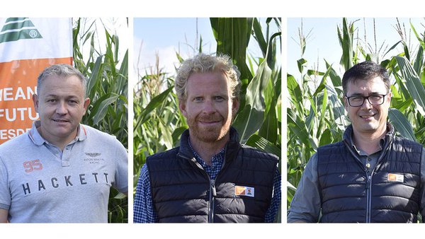 KWS, investigación continua ao servizo do cultivo do millo