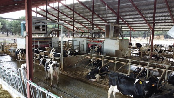 Lely mellora a eficiencia das ganderías de gran tamaño con base no tráfico libre