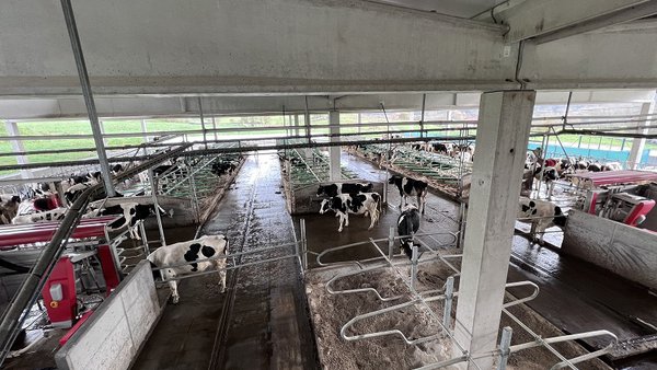A filosofía Lely para o muxido en grandes explotacións (I): o tráfico libre