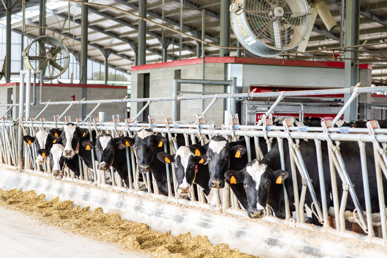 A filosofía Lely para o muxido en grandes explotacións (V): os nove toques ás vacas e o uso das áreas de separación