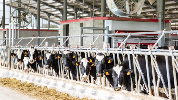 La filosofía Lely para el ordeño en grandes explotaciones (V): los nueve toques a las vacas y el uso de las áreas de separación