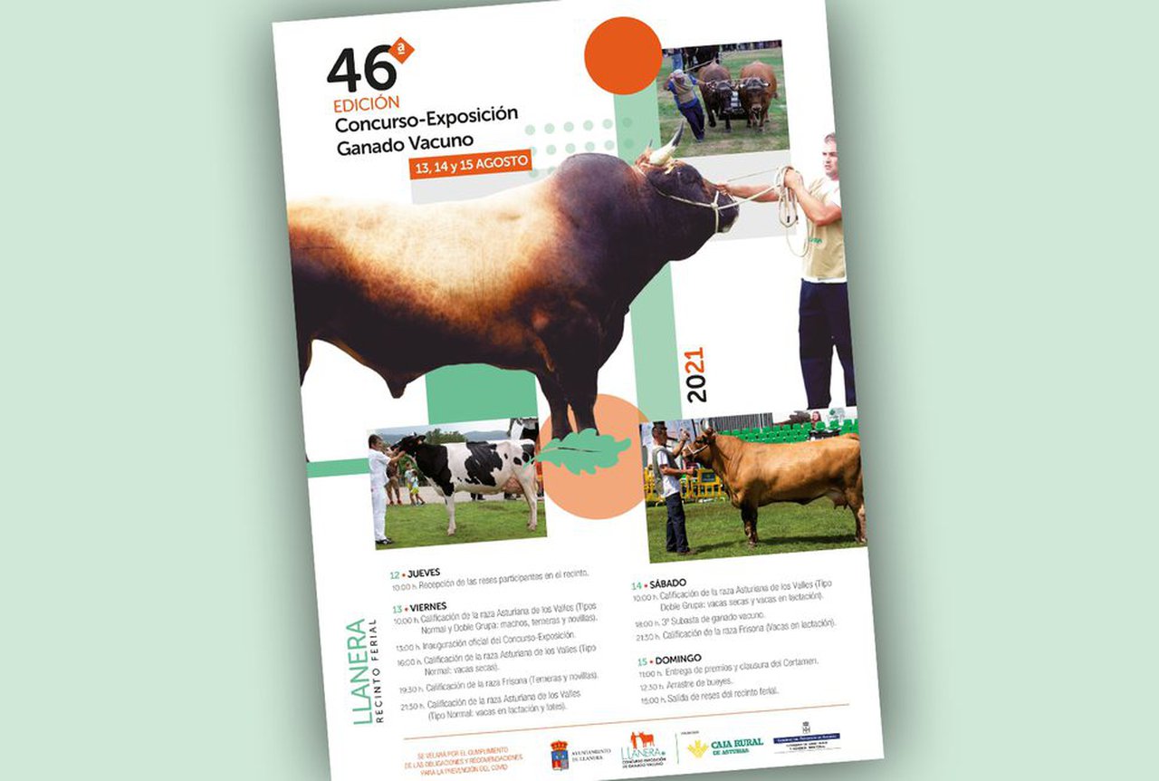 Todo listo en Llanera para o seu concurso de gando vacún
