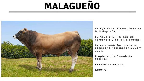Casillas Malagueño Tribeka tamén se porá á venda