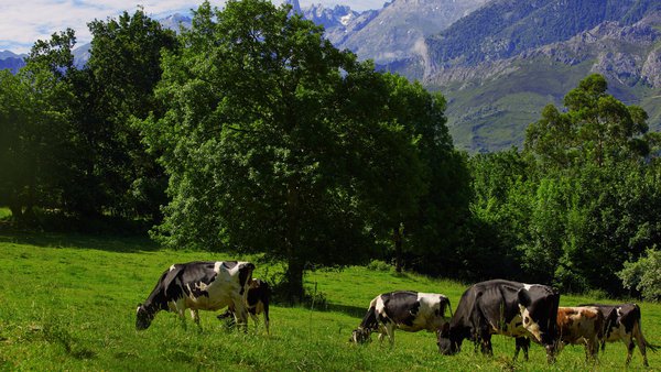 Los veterinarios subrayan la importancia dela ganadería como herramienta clave en la prevención de incendios