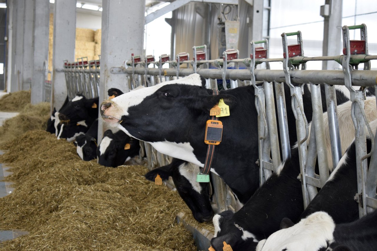 Cómo mejorar el manejo reproductivo en novillas