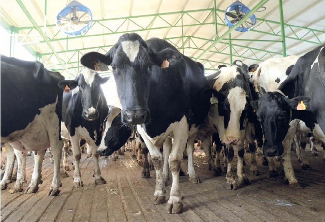 Efectos do estrés por calor e o arrefriamento das vacas na economía da granxa leiteira (I)
