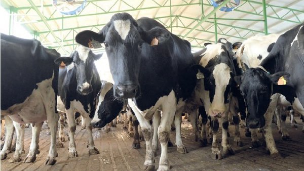 Efectos do estrés por calor e o arrefriamento das vacas na economía da granxa leiteira (I)