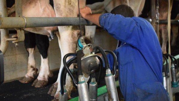 Avaliación do funcionamento da máquina en condicións reais de muxido