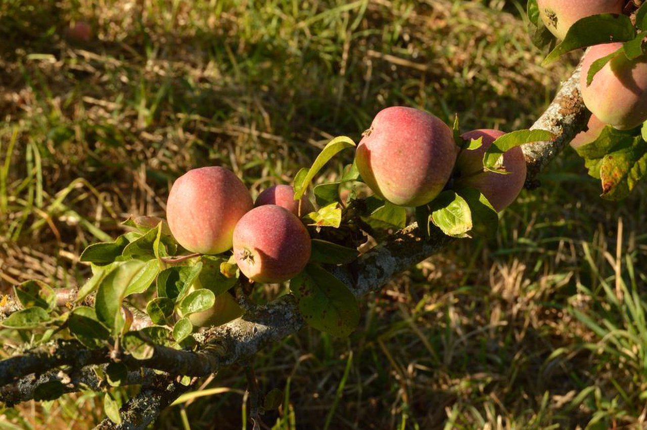 Medio Rural suministrará a los colegios con fruta fresca, castañas y leche el próximo curso