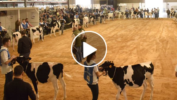 O concurso frisón de Menorca, en vídeo!
