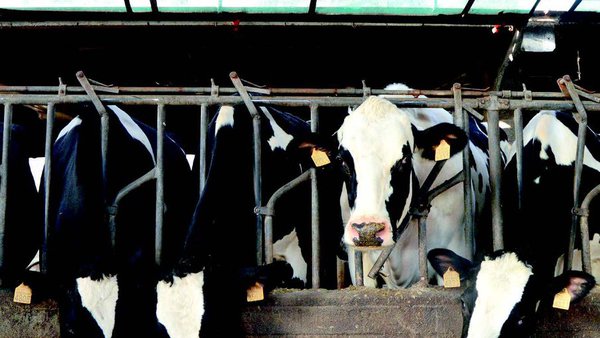 Metionina: moito máis que proteína en leite