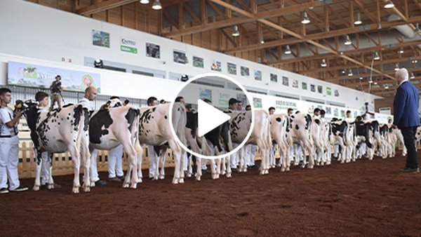El show frisón de las Azores, ¡ya en vídeo!