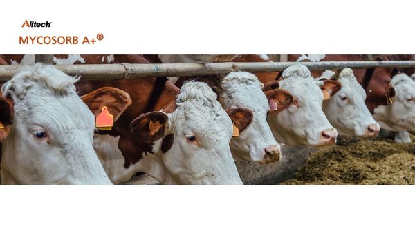 Mycosorb A+®, de Alltech, recibe a certificación de Carbon Trust