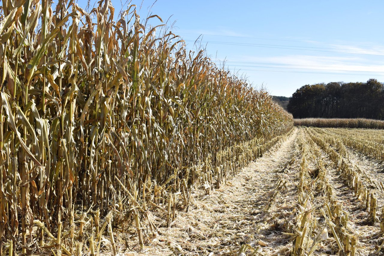 Agroseguro abre o prazo para subscribir o seguro de producións agrícolas