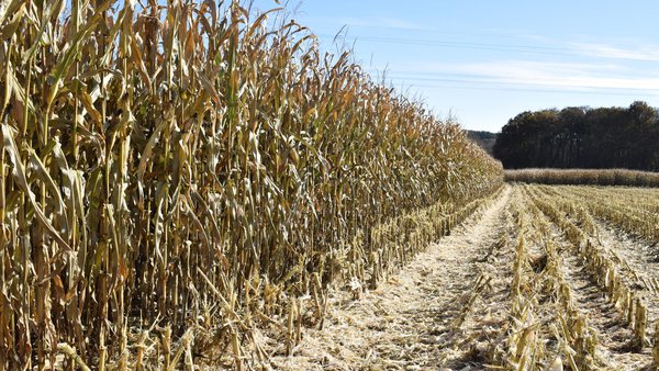 Agroseguro abre o prazo para subscribir o seguro de producións agrícolas