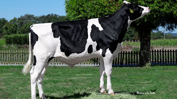 Medio Rural suministrará más de 200.000 dosis de semen bovino a través de Xenética Fontao