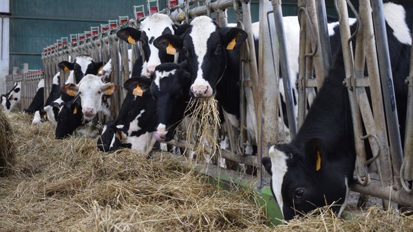 Repunte en el precio medio de la leche en España en el mes de septiembre